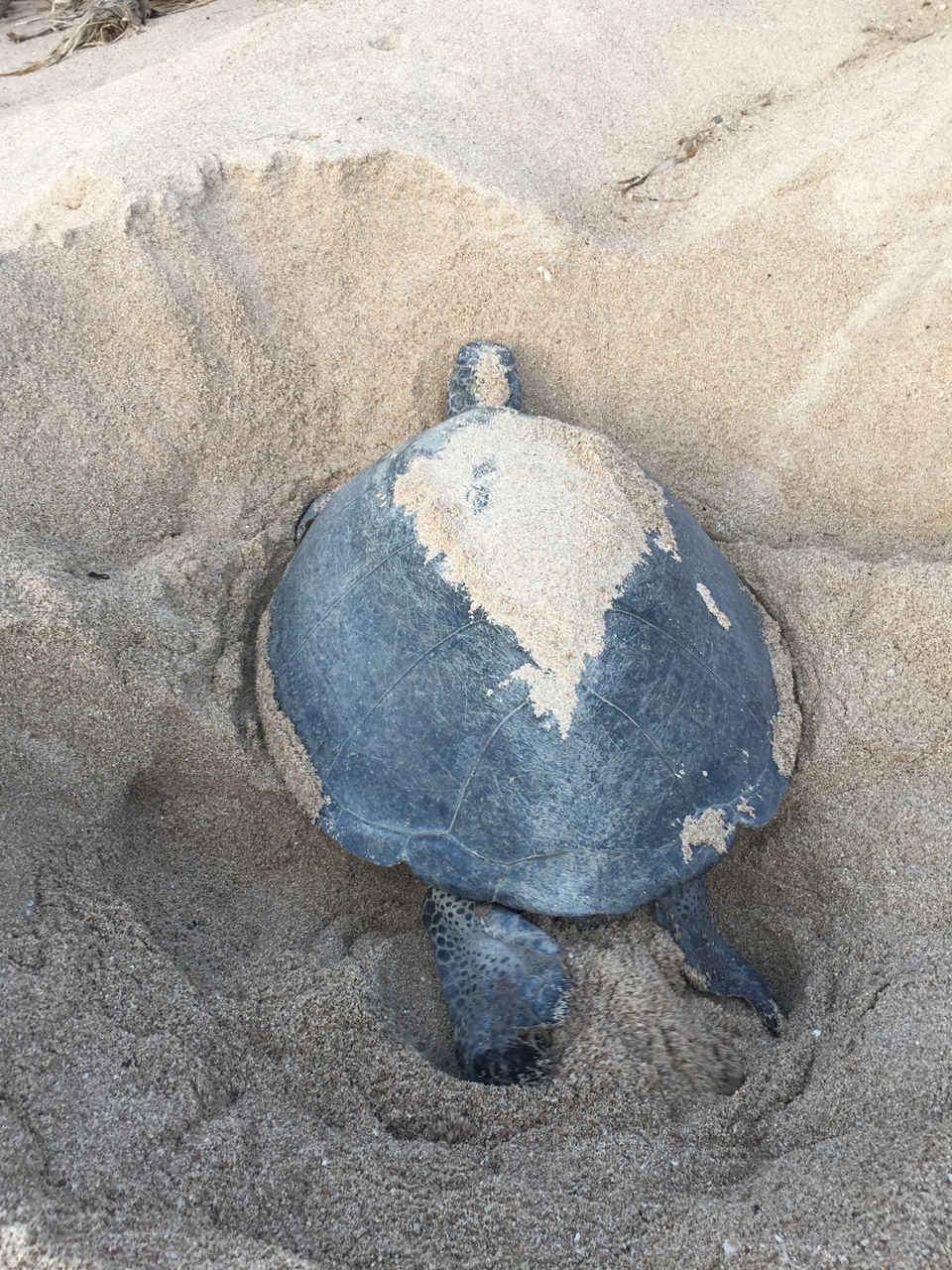 Rùa mẹ lên đào tổ đẻ ở Khu dự trữ sinh quyển Núi Chúa, Ninh Thuận. (Ảnh: TTXVN phát)