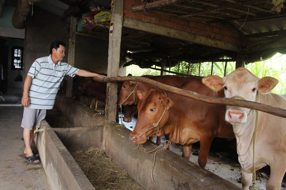 Để cứu khát cho bò, một số hộ dân phải mua nước ngọt về pha nước mặn cho bò uống. (Ảnh: Hùng Võ/Vietnam+)