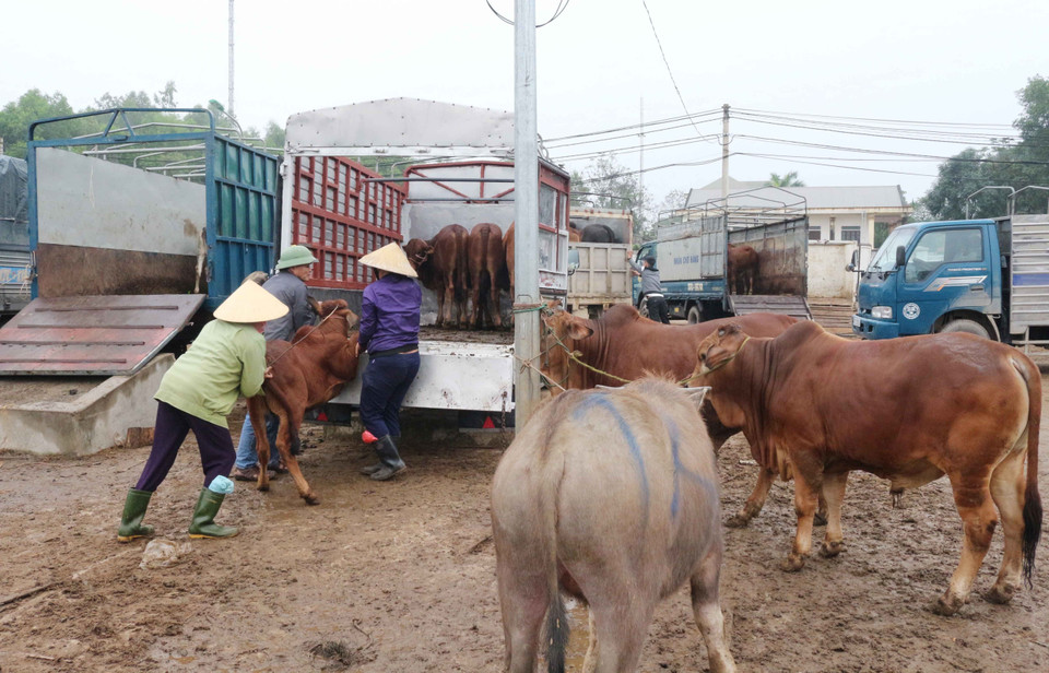 Các thương lái chất bò lên xe tải chở đi sau khi đã mua xong. (Ảnh: Nguyễn Oanh/TTXVN)