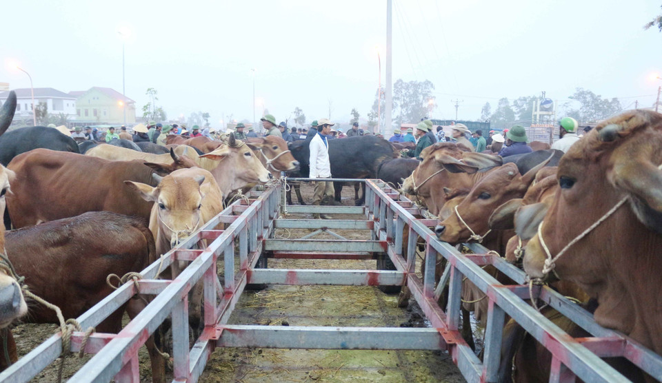  Tại phiên chợ trâu bò cuối năm này, gần 1.000 con trâu, bò được mua bán, trao đổi. (Ảnh: Nguyễn Oanh/TTXVN)