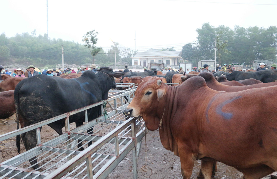  Ngay từ 3 giờ sáng, khi trời còn chưa tỏ, rất nhiều xe tải từ nhiều nơi đổ về chợ Ú để chuẩn bị cho phiên giao dịch cuối cùng của năm. (Ảnh: Nguyễn Oanh/TTXVN)