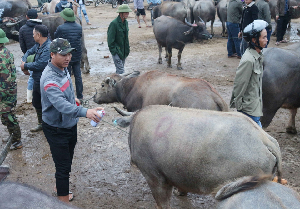  Một con trâu được chủ đánh dấu đã bán. (Ảnh: Nguyễn Oanh/TTXVN)