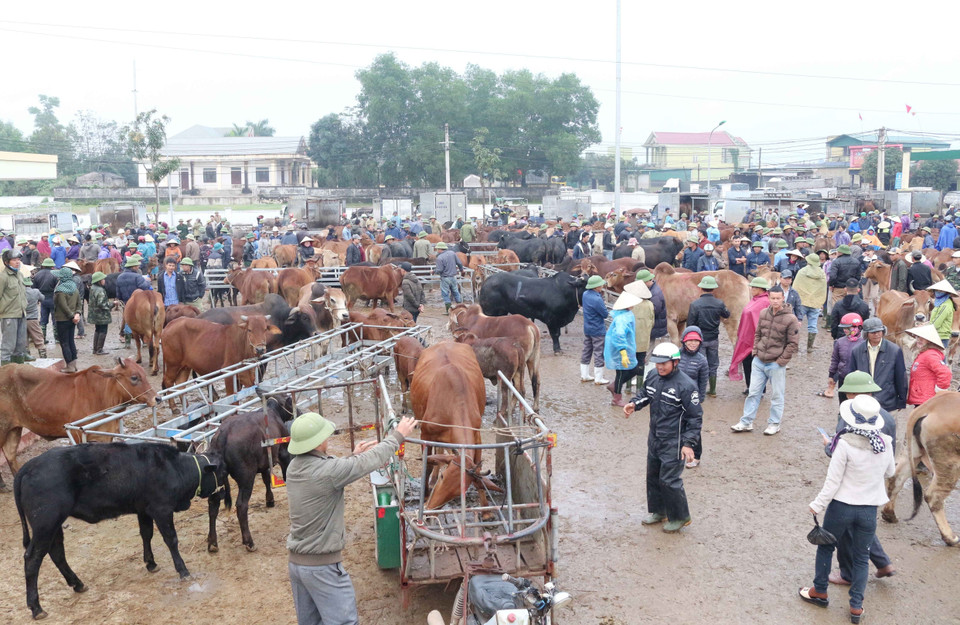 Chợ Ú, chợ đầu mối trâu bò thuộc diện lớn nhất Đông Nam Á, giao dịch phiên cuối cùng của năm cũ. (Ảnh: Nguyễn Oanh/TTXVN)