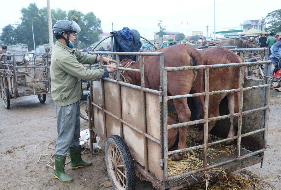  Cặp bò được người mua tại chợ. (Ảnh: Nguyễn Oanh/TTXVN)