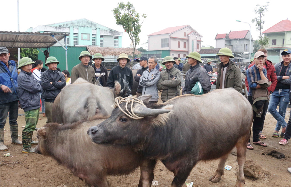  Người mua đang ngã giá cả đàn trâu với người bán tại chợ Ú. (Ảnh: Nguyễn Oanh/TTXVN)