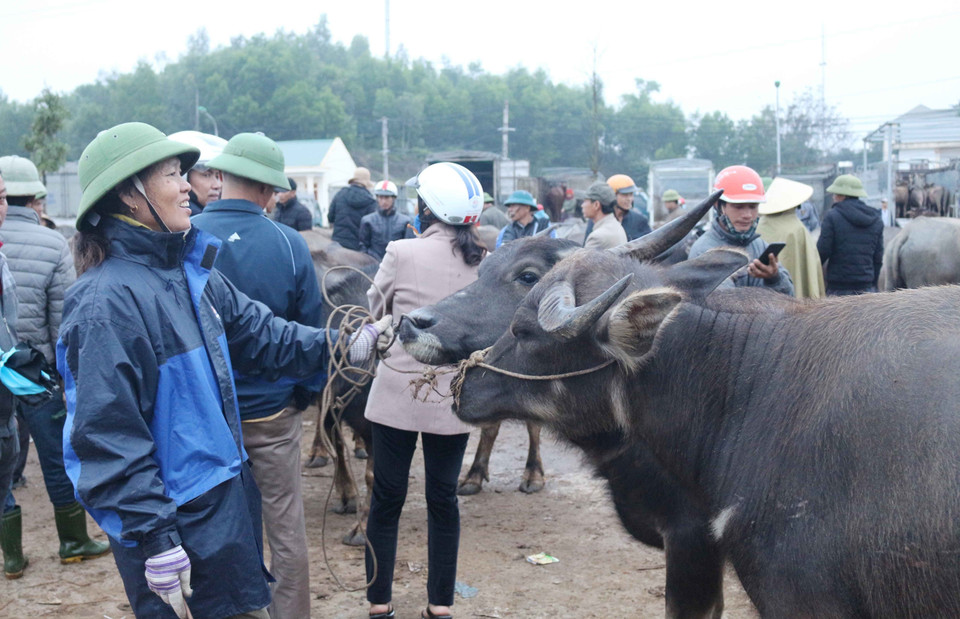  Một người bán cặp trâu của gia đình. (Ảnh: Nguyễn Oanh/TTXVN)
