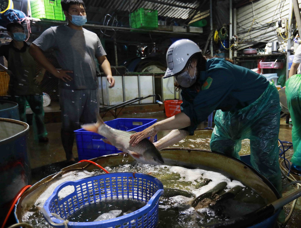 Giá một số loại cá nước ngọt trong sáng ngày 12/9 tại chợ đầu mối thủy sản Sở Thượng (phường Yên Sở, quận Hoàng Mai, Hà Nội) dao động từ 20 đến 50.000đ/kg tuỳ loại. (Ảnh: Vũ Sinh/TTXVN)