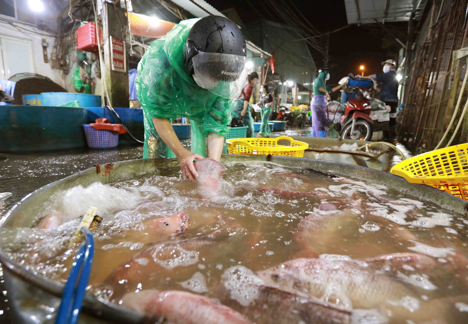 Giá một số loại cá nước ngọt trong sáng ngày 12/9 tại chợ đầu mối thủy sản Sở Thượng (phường Yên Sở, quận Hoàng Mai, Hà Nội) dao động từ 20 đến 50.000đ/kg tuỳ loại. (Ảnh: Vũ Sinh/TTXVN)