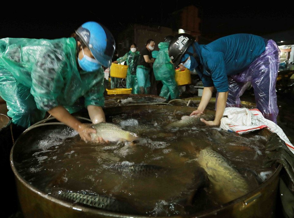 Mỗi đêm như hiện nay, chợ đầu mối thủy sản Sở Thượng (phường Yên Sở, quận Hoàng Mai, Hà Nội) cung cấp cho thị trường Thủ đô khoảng 40 tấn cá nước ngọt các loại. (Ảnh: Vũ Sinh/TTXVN)