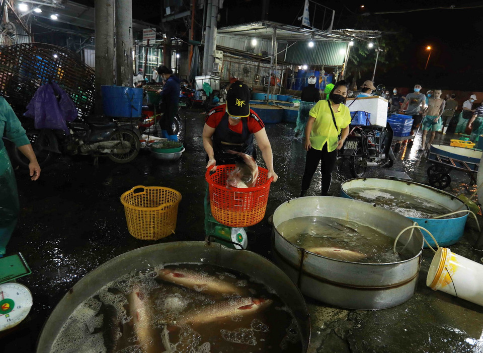 Mỗi đêm như hiện nay, chợ đầu mối thủy sản Sở Thượng (phường Yên Sở, quận Hoàng Mai, Hà Nội) cung cấp cho thị trường Thủ đô khoảng 40 tấn cá nước ngọt các loại. (Ảnh: Vũ Sinh/TTXVN)