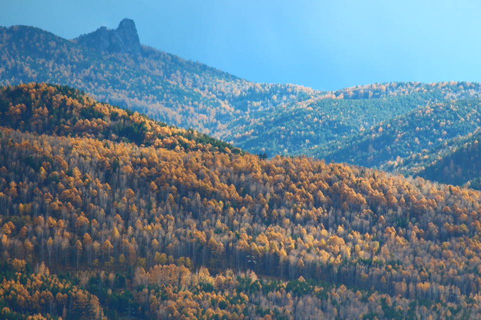 Bạch dương vàng rực trong ánh nắng cuối Thu. (Ảnh: Trần Hiếu/Vietnam+)