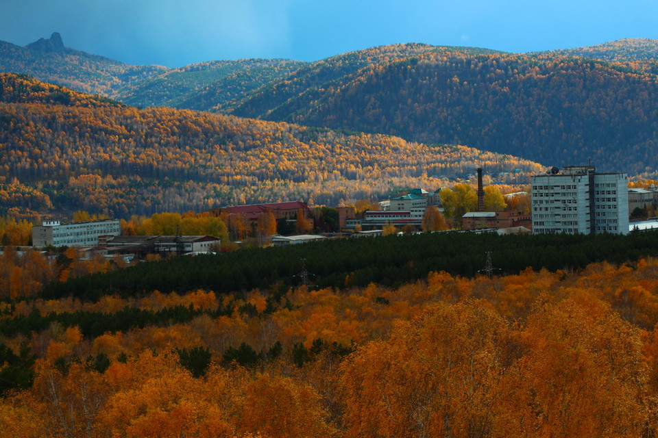 Những cánh rừng Bạch dương vây quanh những tòa nhà. (Ảnh: Trần Hiếu/Vietnam+)