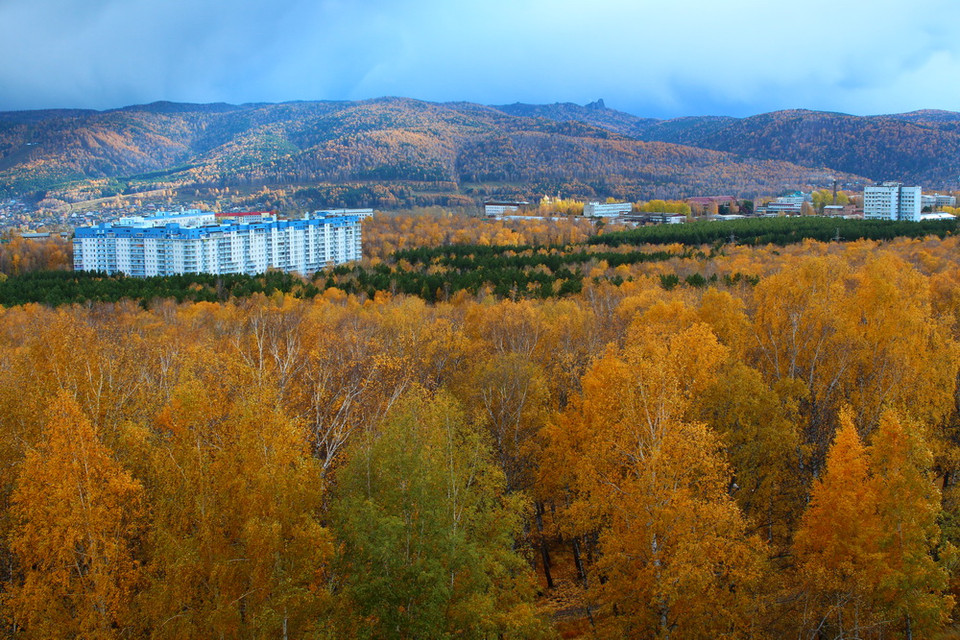 Những cánh rừng Bạch dương vàng rực trong nắng thu. (Ảnh: Trần Hiếu/Vietnam+)