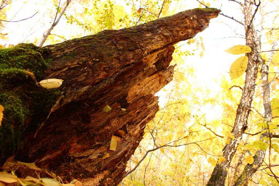 Gốc Bạch dương cổ thụ còn lại trong rừng. (Ảnh: Trần Hiếu/Vietnam+)