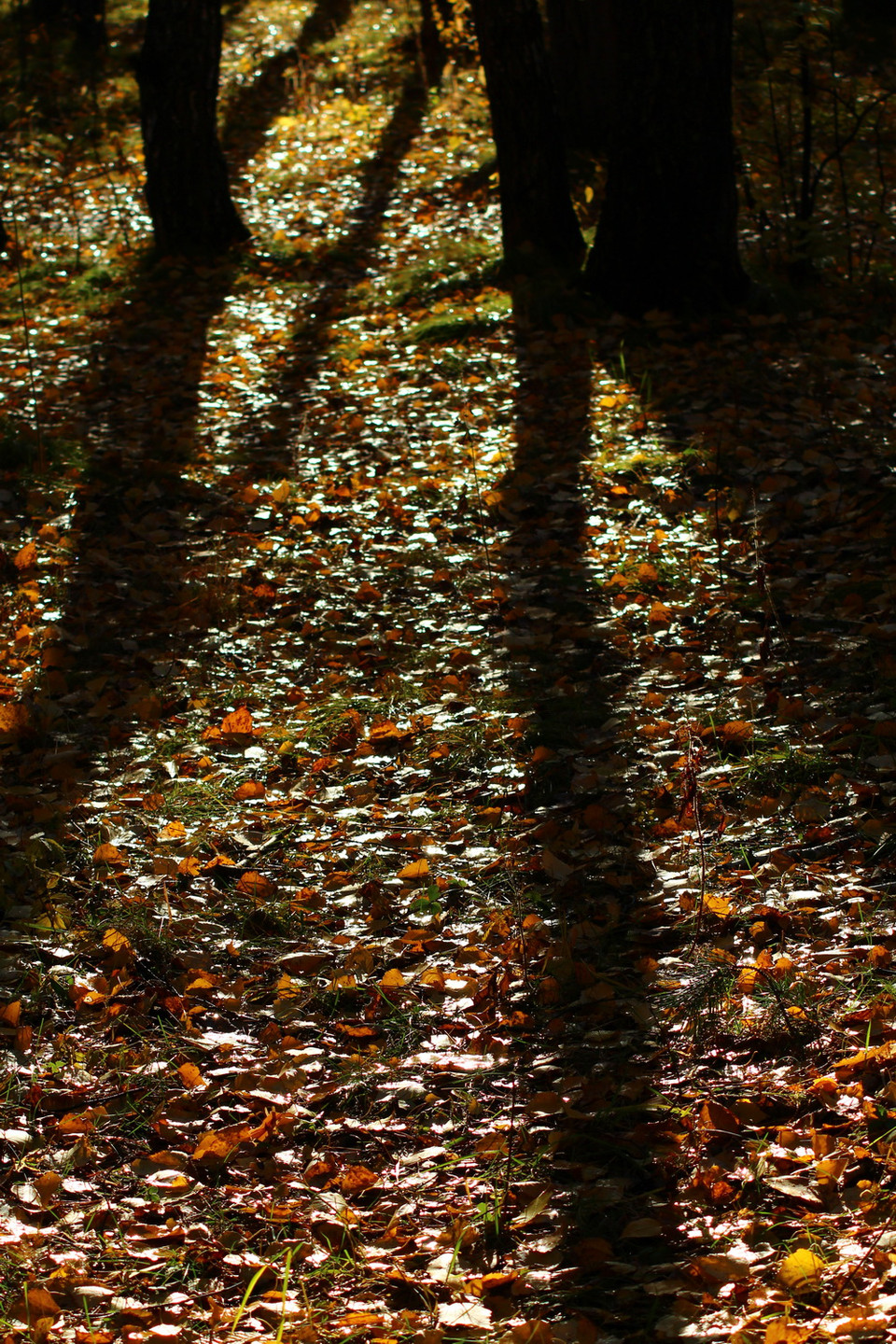 Ánh nắng cuối chiều chiếu trên thảm lá Bạch dương. (Ảnh: Trần Hiếu/Vietnam+)