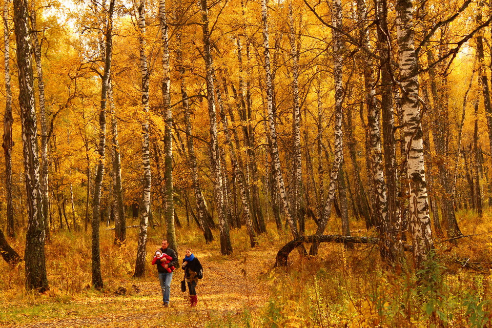 Bạch dương là biểu tượng đặc trưng của nước Nga. (Ảnh: Trần Hiếu/Vietnam+)