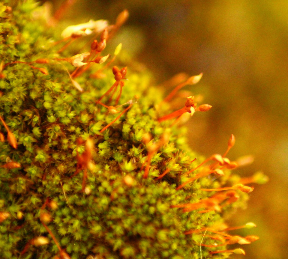 Nhiều loại rêu sống kí sinh trên những thân cây Bạch dương cổ thụ. (Ảnh: Trần Hiếu/Vietnam+)