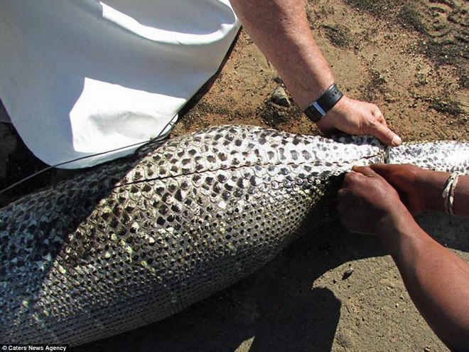Những cái lông của con nhím đã đâm vào nội tạng của con trăn. (Nguồn: Caters News Agency)