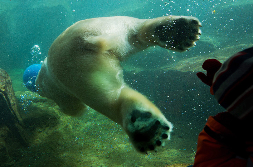 Con gấu bắc cực bơi trong hồ ở vườn thú Vienna. (Nguồn: EPA)