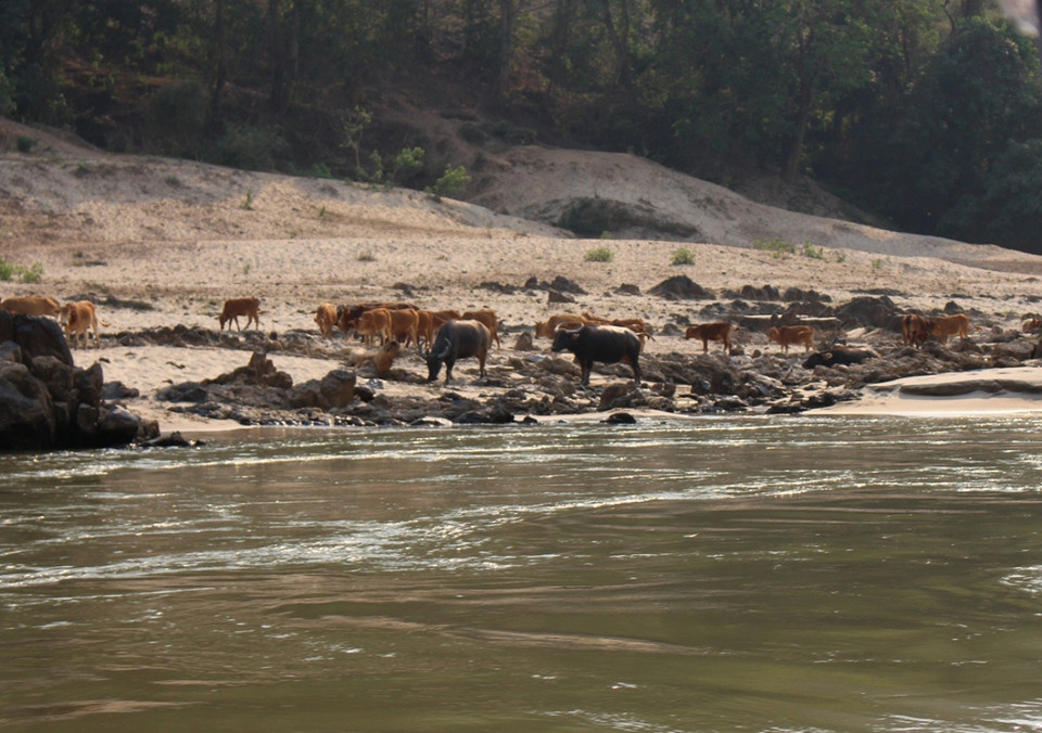 Người dân chăn thả trâu ven sông Mekong, tại địa phận Lào. (Ảnh: Hùng Võ/Vietnam+)