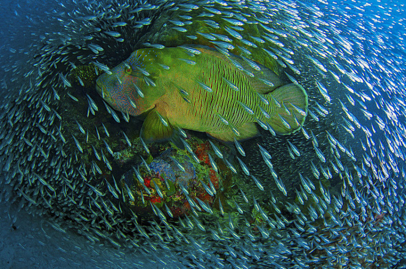 Bức ảnh chụp chú cá trong rạn san hô ở Great Barrier Reef, Flynn Reef, Australia của Christian Miller