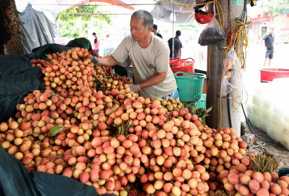 Vải thiều Hải Dương được chứng nhận sản xuất theo tiêu chuẩn VietGAP, GlobalGAP đủ điều kiện xuất khẩu sang các thị trường Trung Quốc, Nhật Bản, Mỹ, Australia, New Zealand, Thái Lan. (Ảnh: Vũ Sinh/TTXVN)