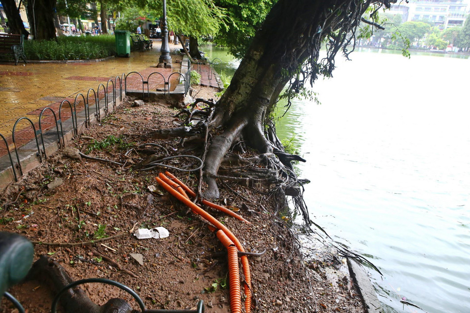 Nhiều vị trí đã mất chân kè, khiến cây lớn bên hồ có thể đổ bất cứ lúc nào. (Ảnh: Minh Quyết/TTXVN)