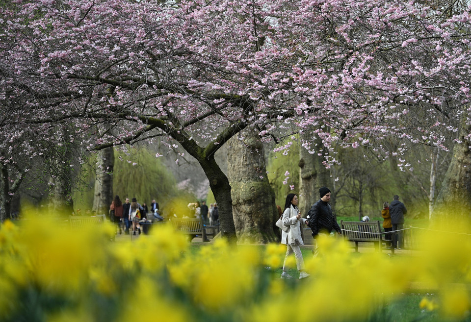 Người dân chiêm ngưỡng hoa anh đào nở rộ trong công viên tại London, Anh. (Ảnh: AFP/TTXVN)