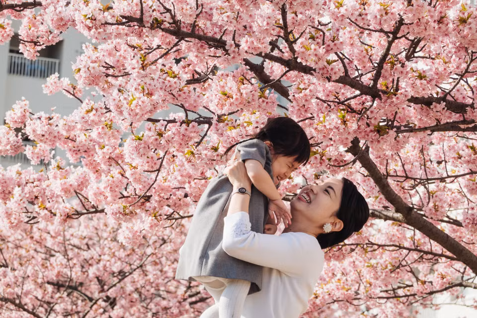 Những cánh hồng mỏng manh đua nhau nở rộ, tạo ra một khung cảnh đẹp như tranh vẽ. (Ảnh: THX/TTXVN)