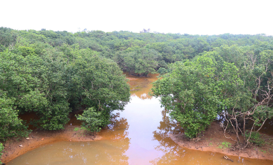 Hệ sinh thái rừng ngập mặn của Rú Chá vô cùng phong phú. (Ảnh: Tường Vi/TTXVN)