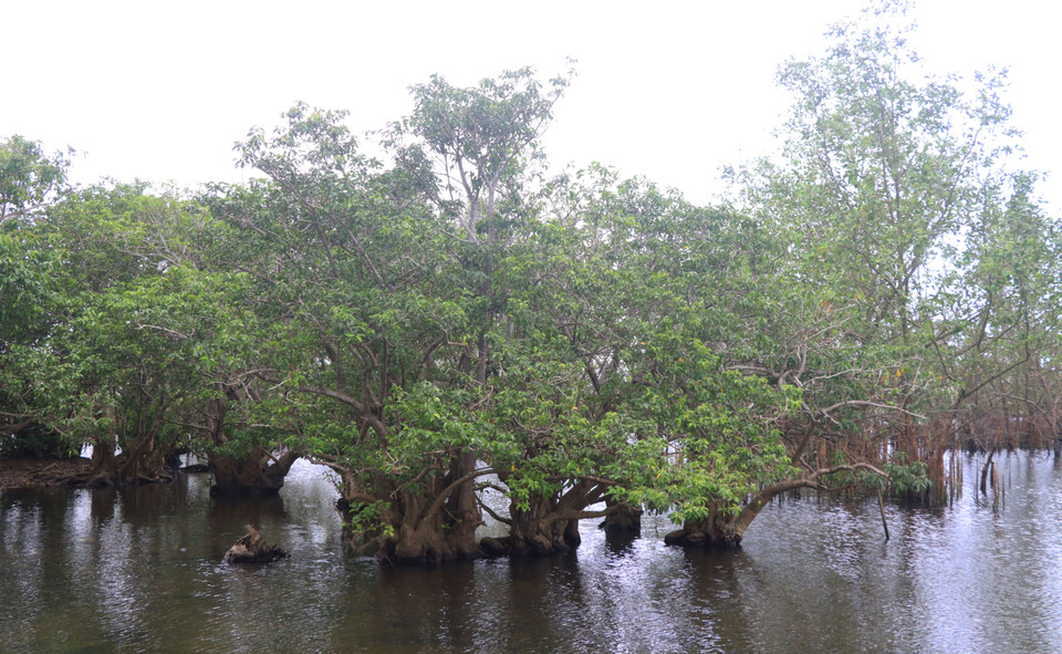 Rú Chá thuộc xã Hương Phong, thành phố Huế, tỉnh Thừa Thiên-Huế, là một trong những khu rừng ngập mặn nguyên sinh quý hiếm trên hệ đầm phá Tam Giang. (Ảnh: Tường Vi/TTXVN)