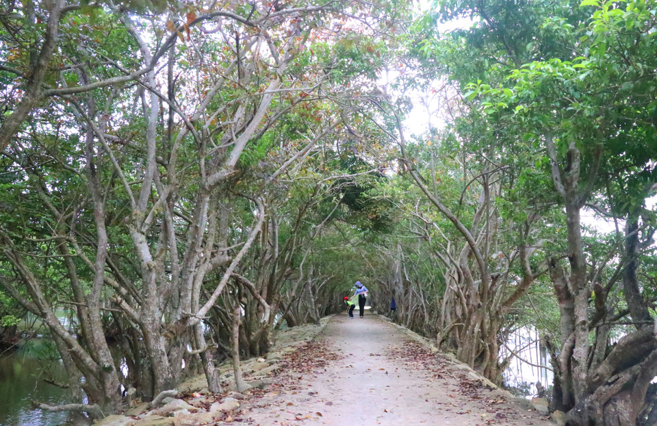  Khu rừng có vai trò quan trọng trong phòng chống thiên tai và được xem như lá phổi xanh của thành phố Huế. (Ảnh: Tường Vi/TTXVN)