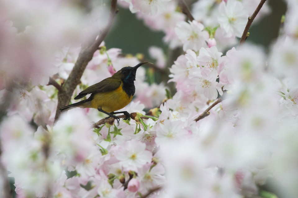 Hoa anh đào nở rộ tại Singapore. (Ảnh: AFP/TTXVN)