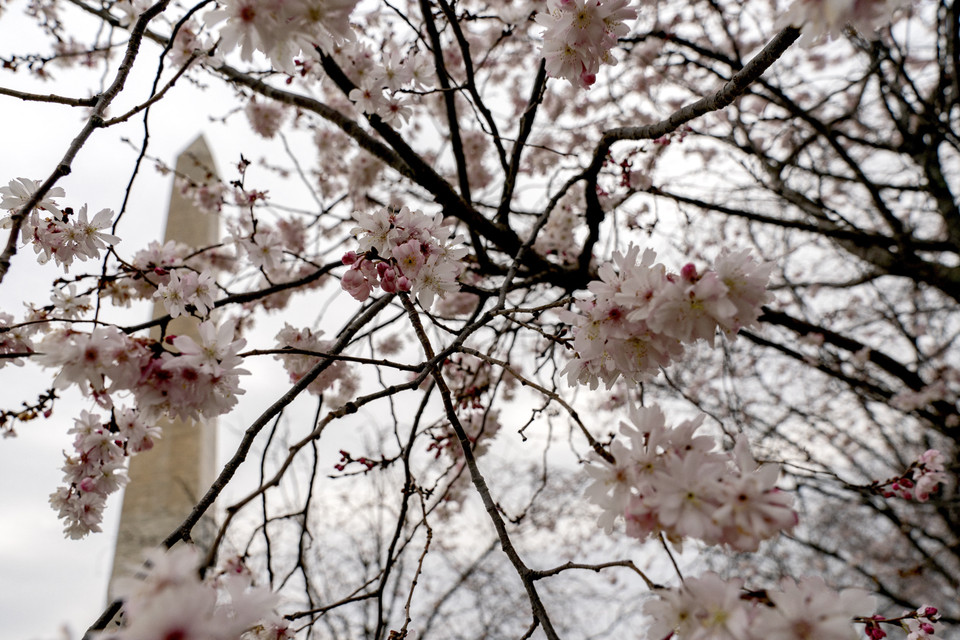 Hoa anh đào nở rộ tại Washington, DC, Mỹ. (Ảnh: AFP/TTXVN)