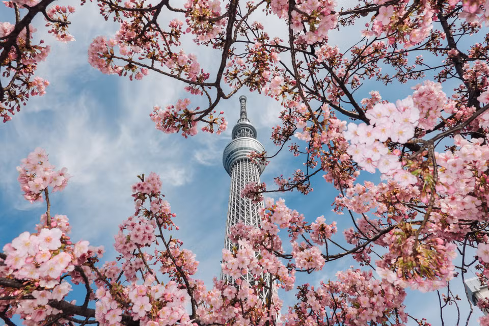 Hoa anh đào nở rộ tại Tokyo, Nhật Bản. (Ảnh: THX/TTXVN)