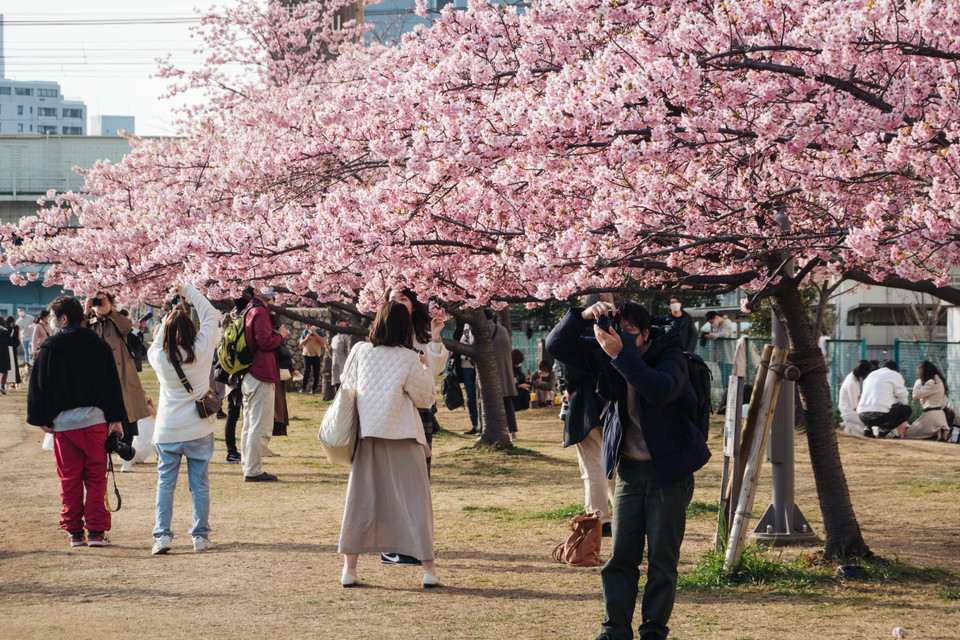 Hoa anh đào nở rộ tại Tokyo, Nhật Bản, ngày 9/3. (Ảnh: THX/TTXVN)