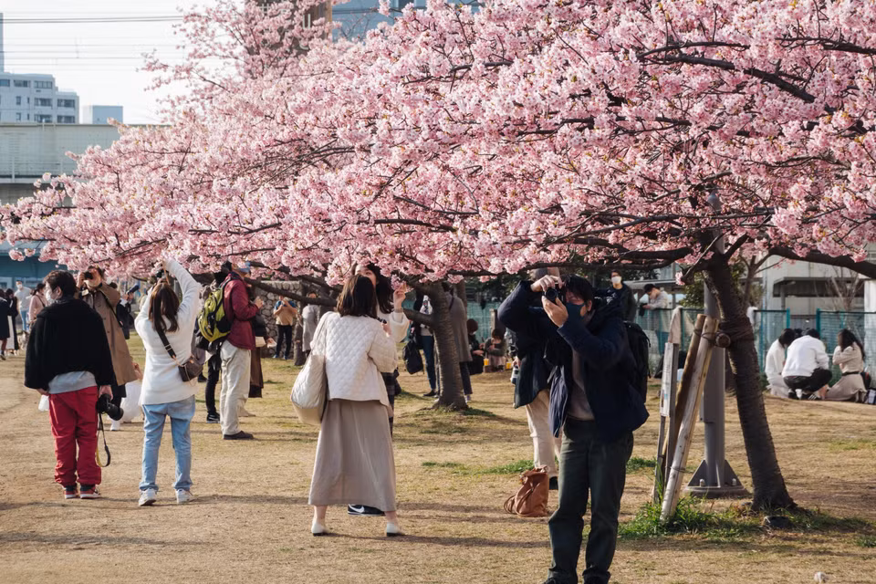 Hoa anh đào nở rộ tại Tokyo, Nhật Bản, ngày 9/3. (Ảnh: THX/TTXVN)