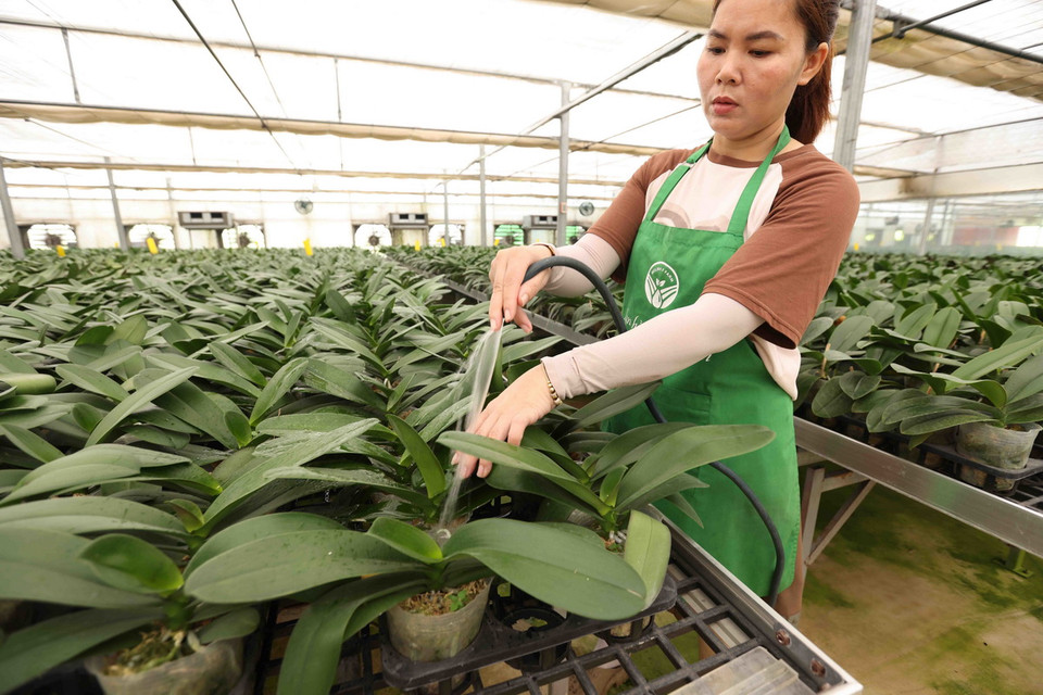 Trồng hoa lan hồ điệp trong nhà màng phục vụ thị trường Tết Nguyên đán ở Công ty CP Đầu tư xây dựng Mê Linh, xã Đại Thịnh, huyện Mê Linh, Hà Nội. (Ảnh: Vũ Sinh/TTXVN)