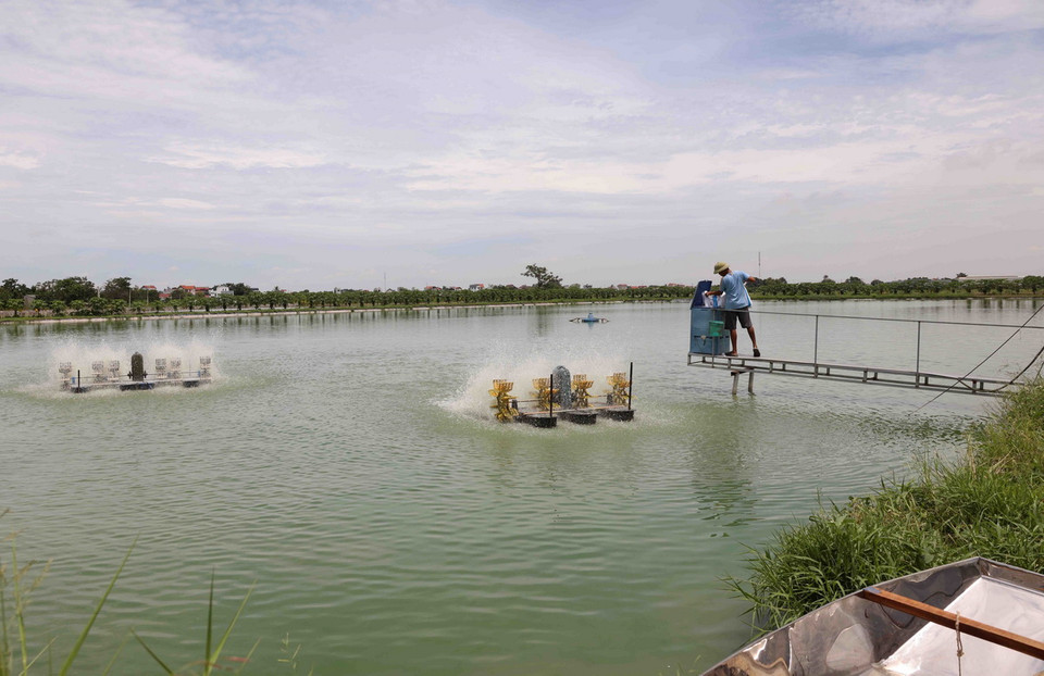 Mô hình chuyển đổi đất lúa kém hiệu quả sang nuôi thuỷ sản cho hiệu quả kinh tế cao ở Hợp tác xã thuỷ sản Phúc Chuyên, xã Chuyên Mỹ, huyện Phú Xuyên, Hà Nội. (Ảnh: Vũ Sinh/TTXVN)