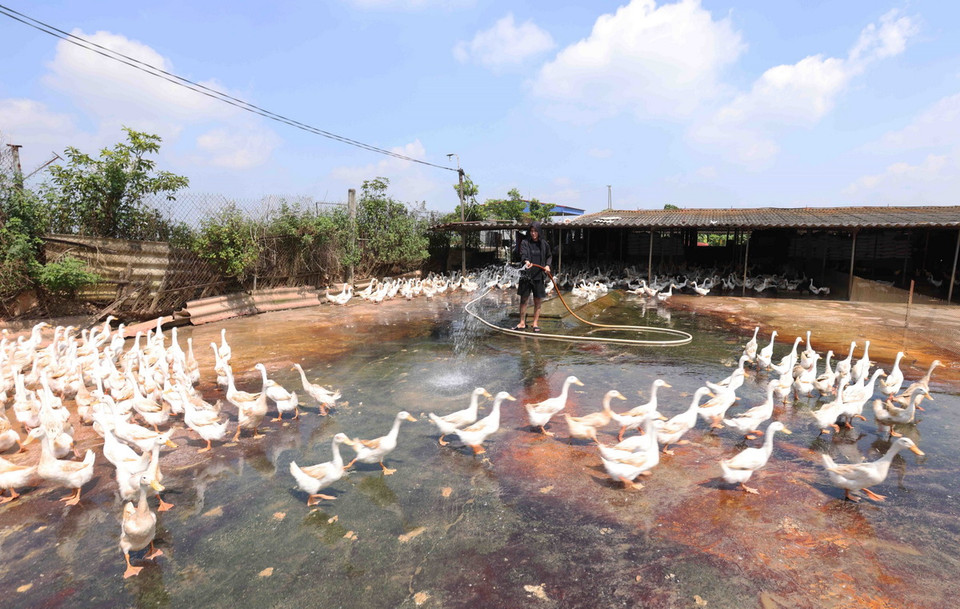 Chăm sóc đàn vịt sinh sản ở hộ nông dân Đoàn Viết Thắng, hợp tác xã nông nghiệp Khánh Phong, xã Tiến Thịnh, huyện Mê Linh, Hà Nội. (Ảnh: Vũ Sinh/TTXVN)