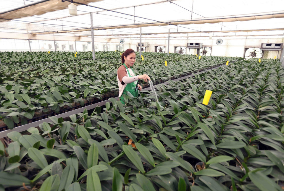 Trồng hoa lan hồ điệp trong nhà màng phục vụ thị trường Tết Nguyên đán ở Công ty Cổ phần Đầu tư xây dựng Mê Linh, xã Đại Thịnh, huyện Mê Linh, Hà Nội. (Ảnh: Vũ Sinh/TTXVN)