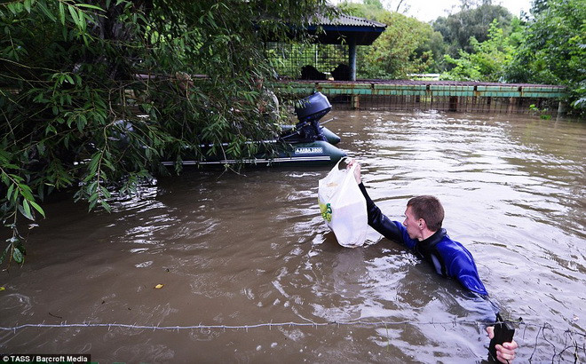 Các nhân viên cứu hộ phải dùng thuyền để đưa bánh mỳ cho các chú gấu. (Nguồn: Barcroft Media)