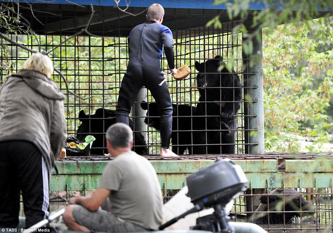 Các chú gấu nâu phải cố gắng đứng thẳng trong lồng để không bị sặc nước. (Nguồn: Barcroft Media)