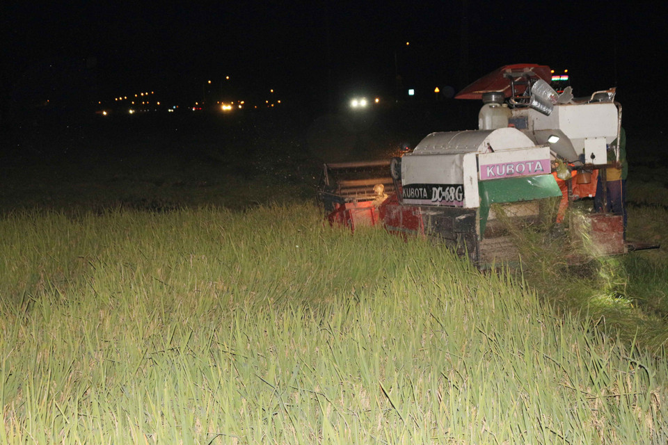 Nhiều cánh đồng lúa đã chín rục cần phải thu hoạch. (Ảnh: Nguyễn Oanh/Vietnam+)