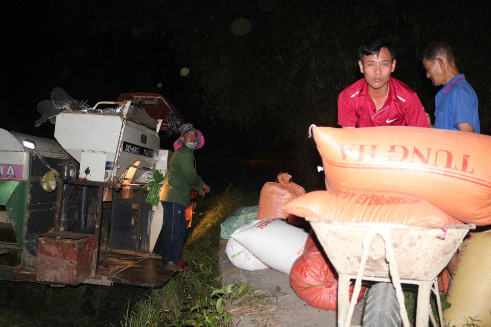 Tại cánh đồng xã Hưng Lộc, thành phố Vinh, vào lúc 20 giờ tối, nhiều gia đình đã đứng chờ chiếc máy gặt đến lượt thu hoạch lúa nhà mình. (Ảnh: Nguyễn Oanh/Vietnam+)