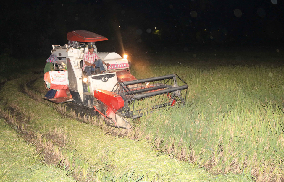 Tính đến thời điểm này, tỉnh Nghệ An đã thu hoạch được hơn 80% diện tích lúa Xuân trong tổng số 91.673 ha. (Ảnh: Nguyễn Oanh/Vietnam+)