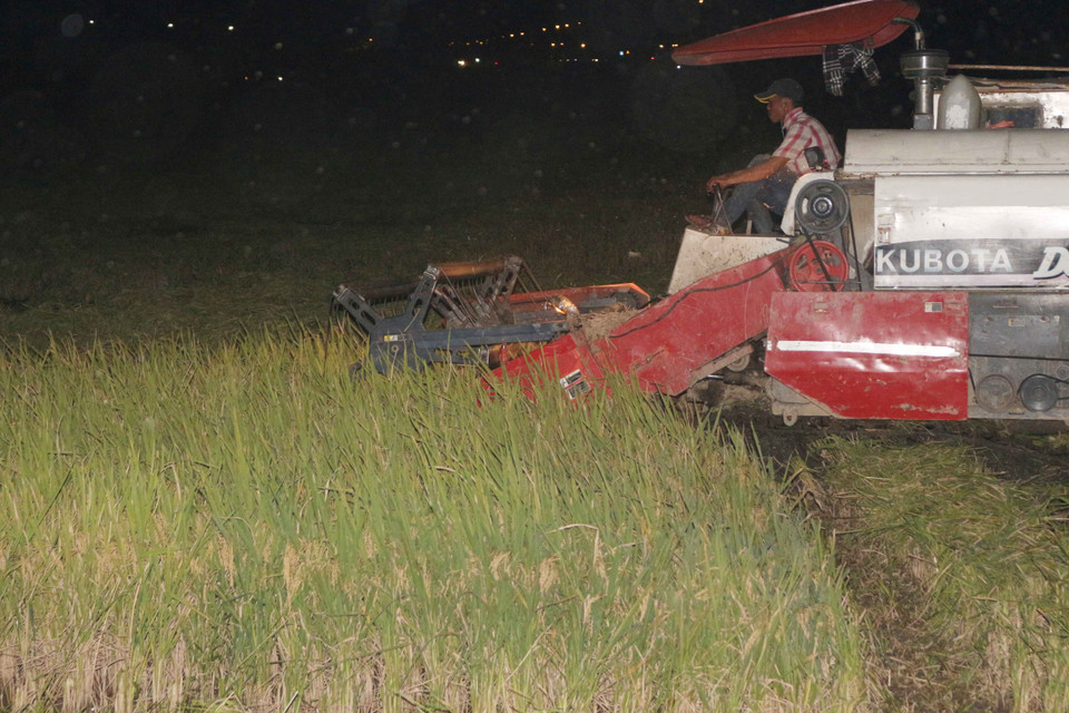 Người dân tranh thủ gặt xong để ban ngày phơi lúa cho khô. Với nắng to như này, chỉ cần 3 nắng là có thể de lúa đóng vào bao.(Ảnh: Nguyễn Oanh/Vietnam+)