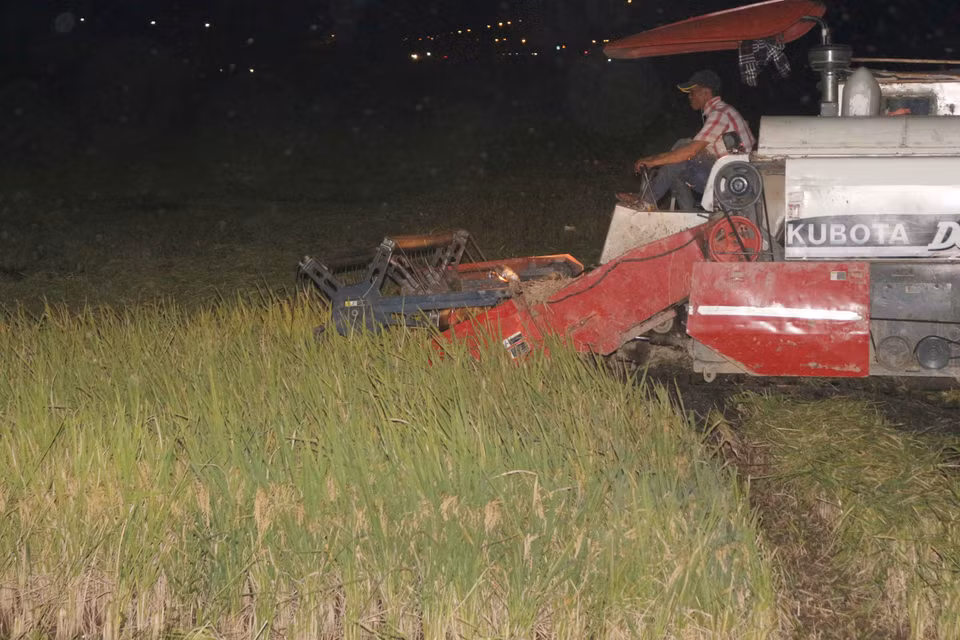 Người dân tranh thủ gặt xong để ban ngày phơi lúa cho khô. Với nắng to như này, chỉ cần 3 nắng là có thể de lúa đóng vào bao.(Ảnh: Nguyễn Oanh/Vietnam+)