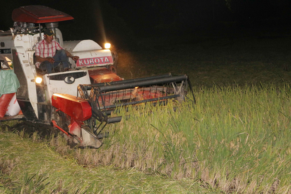 Theo đánh giá, vụ Xuân năm nay được mùa, năng suất trung bình ước đạt 67 tạ/ha, cá biệt có nhiều vùng ở huyện Yên Thành, Quỳnh Lưu lên đến hơn 80 tạ/ha. (Ảnh: Nguyễn Oanh/Vietnam+)