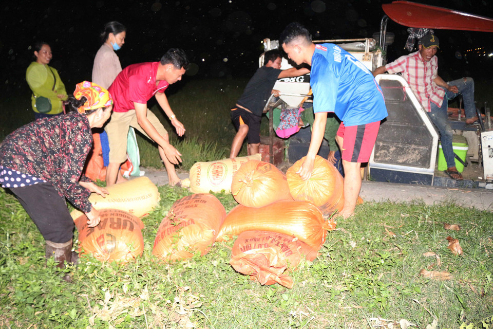 Tranh thủ thời gian, nhiều bà con nông dân thuê máy gặp lúa vào ban đêm, vừa để tránh cái nóng, vừa để thu hoạch lúa cho kịp vụ mùa. (Ảnh: Nguyễn Oanh/Vietnam+)
